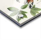 American Robin Acrylic print