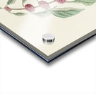 Blue-green Warbler Acrylic print