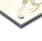 Black-Throated Bunting Acrylic print