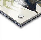 Scaup Duck Acrylic print