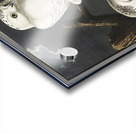 Snowy Owl Acrylic print