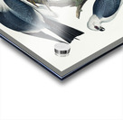 Mississippi Kite Acrylic print