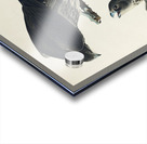 Labrador Falcon Acrylic print