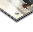 Goosander Acrylic print