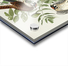 American Sparrow Hawk Acrylic print