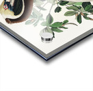 Brown Pelican Acrylic print