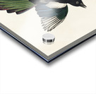 American Magpie Acrylic print