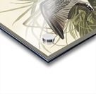 Solitary Sandpiper Acrylic print