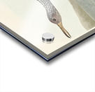 Scolopaceus Courlan Acrylic print