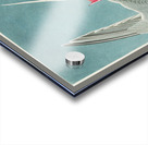 Roseate Tern Acrylic print