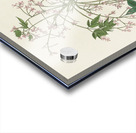 White-eyed Flycatcher or Vireo Acrylic print