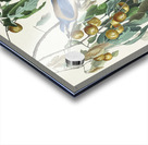 Florida Jay Acrylic print