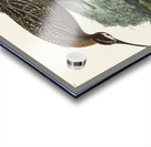 Esquimaux Curlew Acrylic print