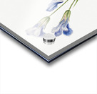 Fringed Gentian Gentiana crinita 1905 Acrylic print