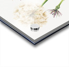 Salsify Tragopogon porrifolius 1921 Acrylic print