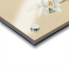 Water Lilies Castalia odorata 1879 Acrylic print