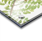 New Mexican Locust Robinia neomexicana 1938 Acrylic print