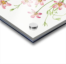 Saltmarsh Rosegentian Sabbatia stellaris 1926 Acrylic print