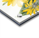 Balsamroot Balsamorhiza sagittata 1923 Acrylic print