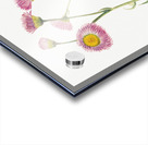 Meadow Fleabane Erigeron speciosus 1920 Acrylic print