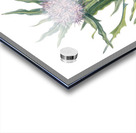 Saussurea Saussurea densa 1925 Acrylic print