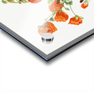 Scarlet Globe Mallow Sphaeralcea grossulariaefolia 1927 Acrylic print