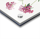 Hairy Phlox Phlox amoena 1930 Acrylic print