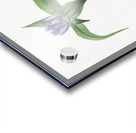 Bottle Gentian Gentiana saponaria 1905 Acrylic print