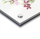 Centaurium Centaurium venustum 1925 Acrylic print