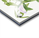 Butterfly Pea Clitoria mariana 1934 Acrylic print