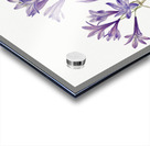 Butterfly Pea Clitoria mariana 1934 Acrylic print