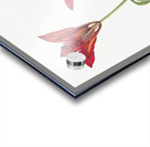 Wood Lily Lilium philadelphicum 1932 Acrylic print