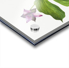 Trillium erectum 1938 Acrylic print