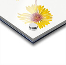 Perennial Gaillardia Gaillardia aristata 1904 Acrylic print