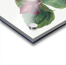 Water Lilies Castalia odorata 1879 Acrylic print