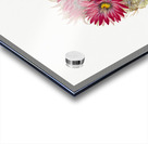 Hedgehog Cactus Coryphantha arizonica 1933 Acrylic print