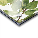 Beaked Hazelnut Corylus rostrata 1932 Acrylic print