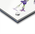 Gentian Gentiana holopetala 1936 Acrylic print