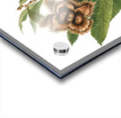 American Chestnut Castanea dentata 1932 Acrylic print