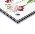 Primrose Primula parryi 1938 Acrylic print