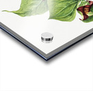 Giant Helleborine Epipactia gigantea 1880 Acrylic print