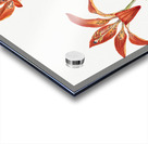 Lily Lilium montanum 1900–1920 Acrylic print