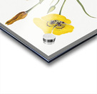 Harebell Campanula rotundifolia 1916 Acrylic print