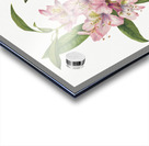 Rose Bay Rhododendron Rhododendron carolinianum 1932 Acrylic print