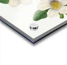 Pacific Dogwood Cornus nuttallii 1933 Impression Acrylique