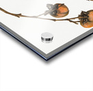 Persimmon Diospyros virginiana 1920 Acrylic print