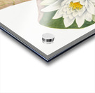 American Waterlily Castalia odorata 1920 Acrylic print