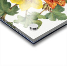 Red Willowweed Epilobium latifolium 1911 Acrylic print