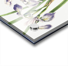 Blueflag Iris Iris versicolor 1919 Acrylic print