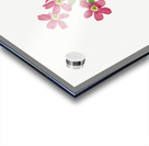 Primrose Primula angustifolia 1937 Acrylic print